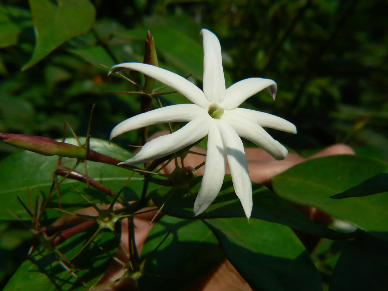 Angelwing Jasmine (Jasminum Laurifolium Nitidum) — this species thrives in USDA hardiness zones 10 through 12