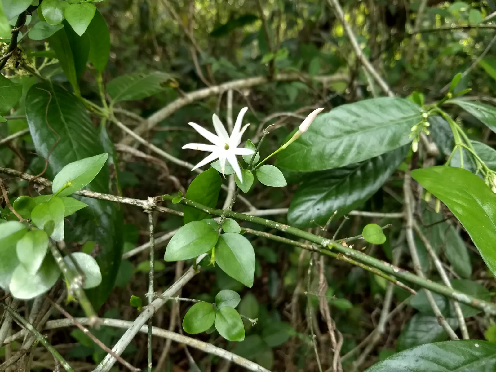 Angelwing Jasmine (Jasminum Laurifolium Nitidum) — scientifically known as Jasminum laurifolium nitidum