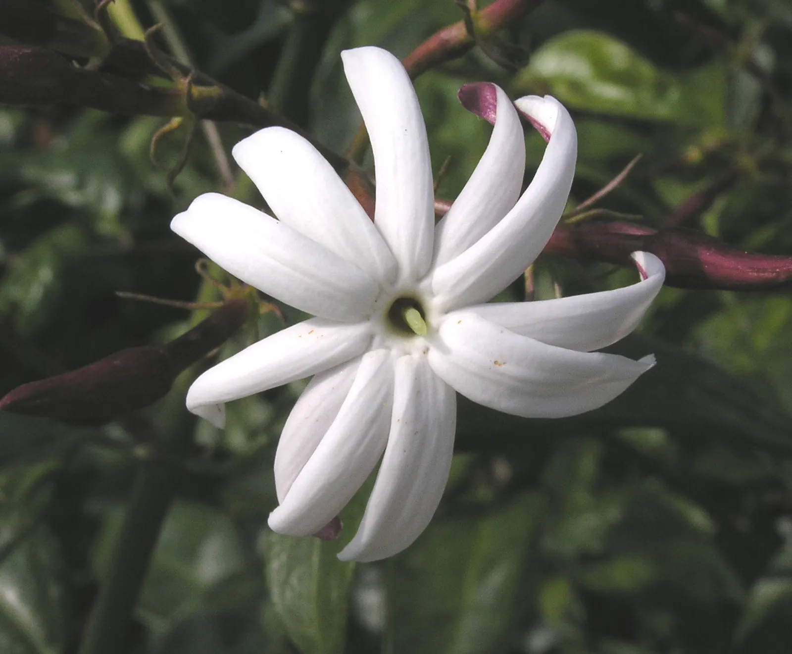 Angelwing Jasmine (Jasminum Laurifolium Nitidum) — Perfect for trellises, hedges, or containers, adding a sweet aroma and lush foliage to any landscape