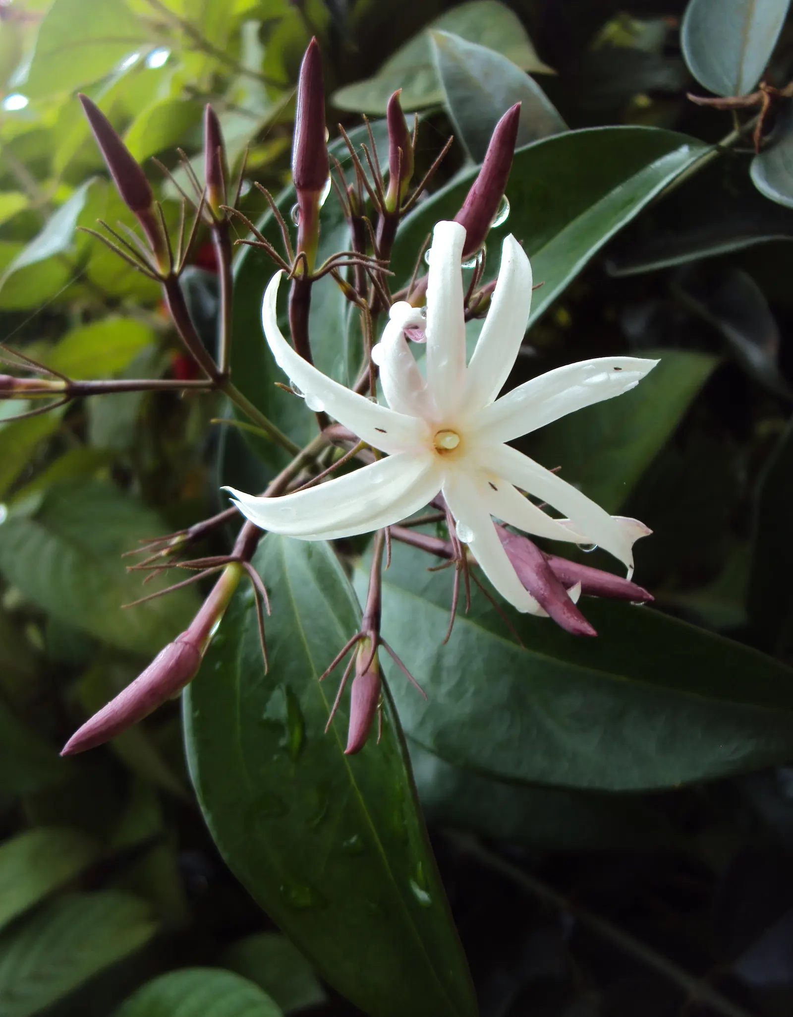 Angelwing Jasmine (Jasminum Laurifolium Nitidum) — peaking during the warmer months