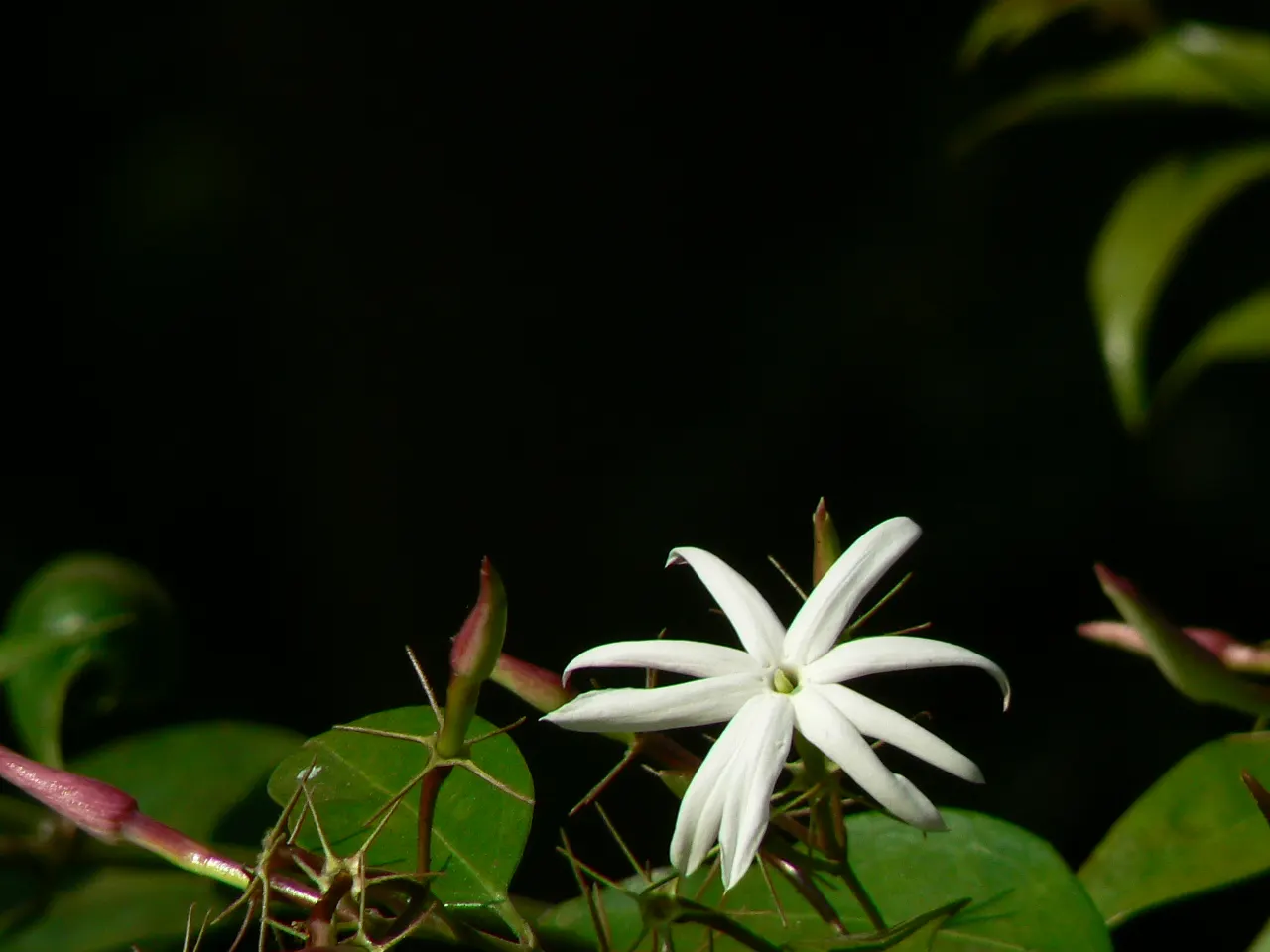 Angelwing Jasmine (Jasminum Laurifolium Nitidum) — Ideal in USDA zones 9-11, appreciates full to partial sun, and well-draining soil