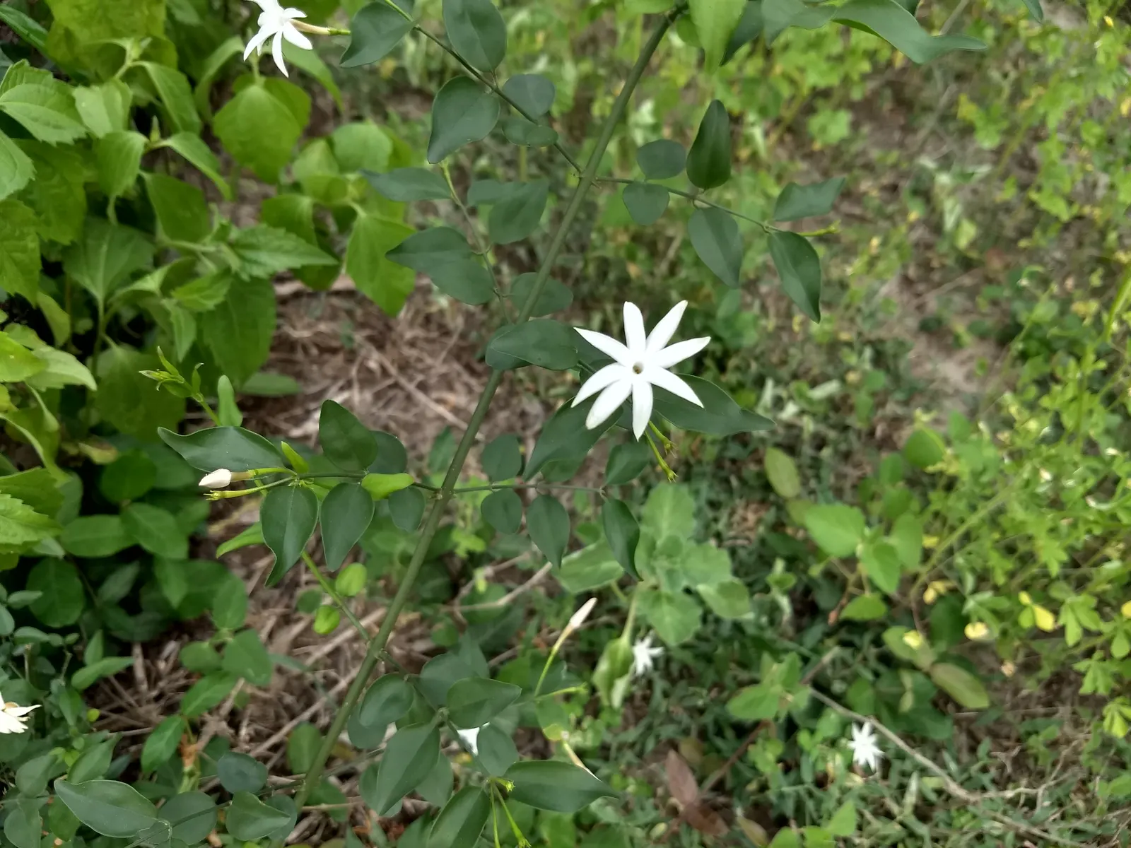 Angelwing Jasmine (Jasminum Laurifolium Nitidum) — is a magnificent evergreen shrub that can infuse any landscape with its sweet