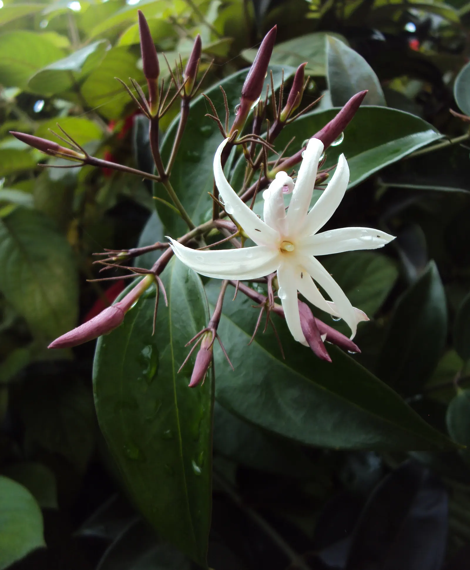 Angelwing Jasmine (Jasminum Laurifolium Nitidum) — emerge in clusters from spring through fall