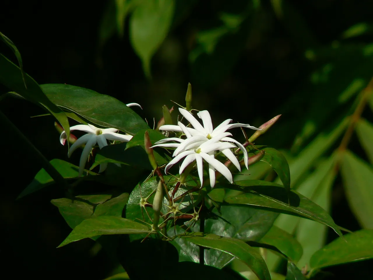 Angelwing Jasmine (Jasminum Laurifolium Nitidum) — Angelwing Jasmine (Jasminum laurifolium nitidum) is a tropical evergreen shrub reaching 5-8 ft tall and wide