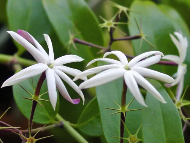Angelwing Jasmine (Jasminum Laurifolium Nitidum) — star-shaped white flowers blooming in spring and summer