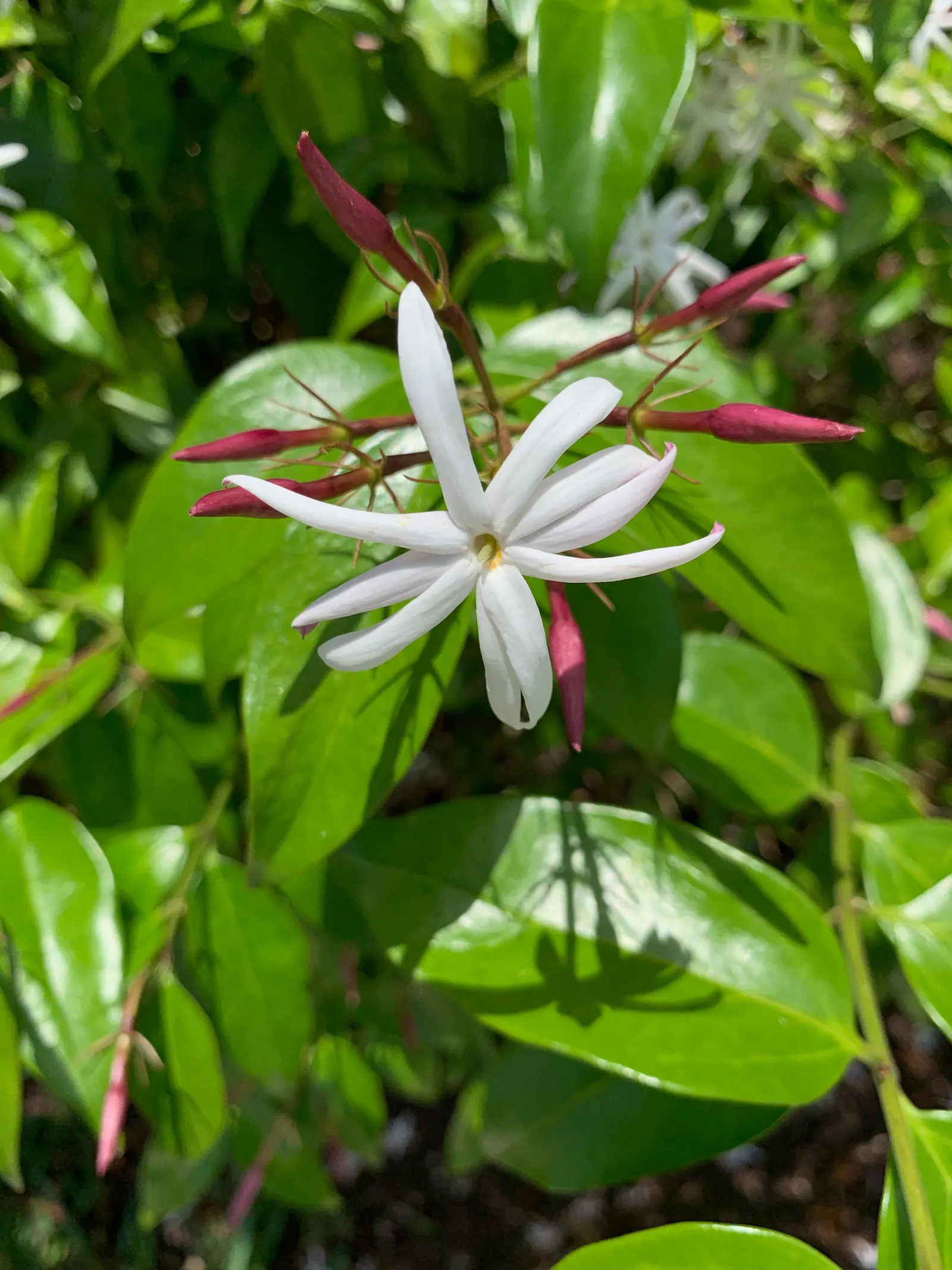 Angelwing Jasmine (Jasminum Laurifolium Nitidum) — dark green leaves and clusters of fragrant