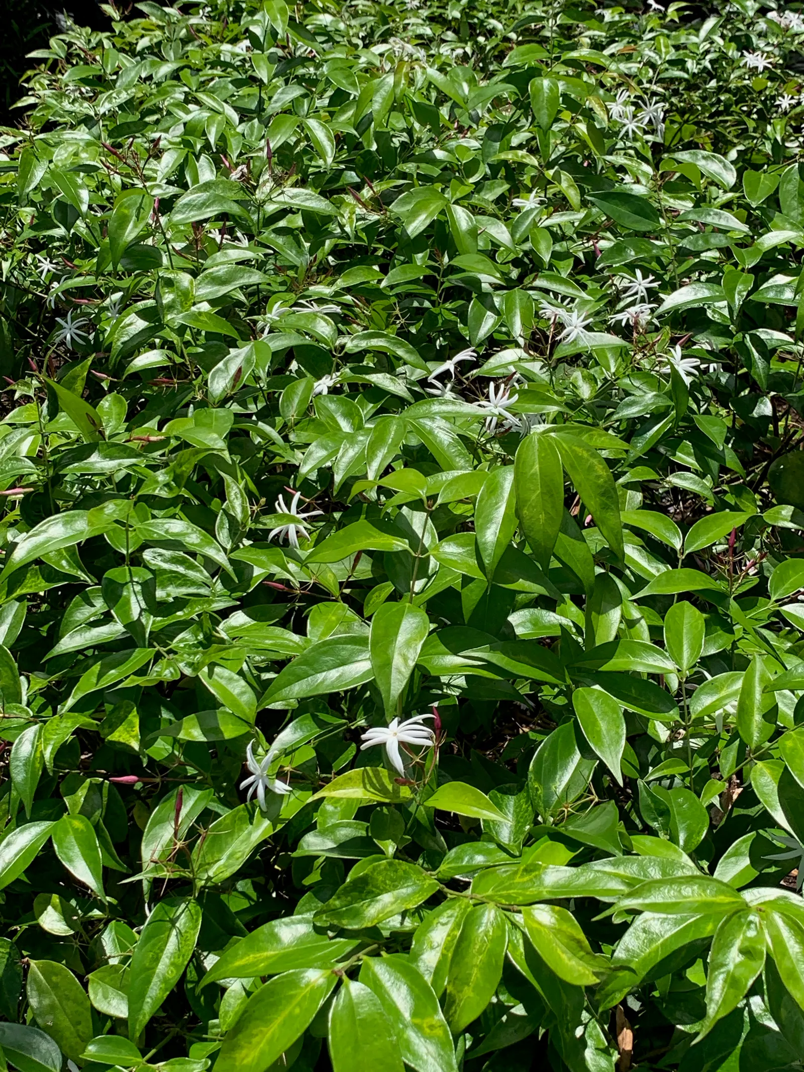 Angelwing Jasmine (Jasminum Laurifolium Nitidum) — where frost is a rare occurrence