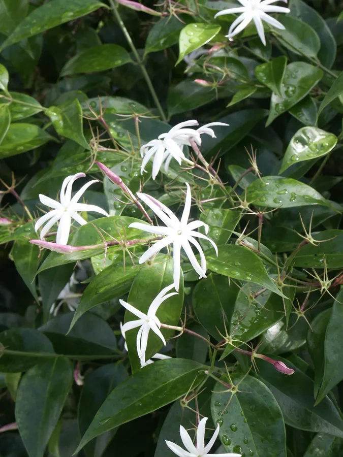 Angelwing Jasmine (Jasminum Laurifolium Nitidum) — which measure about 1 inch across