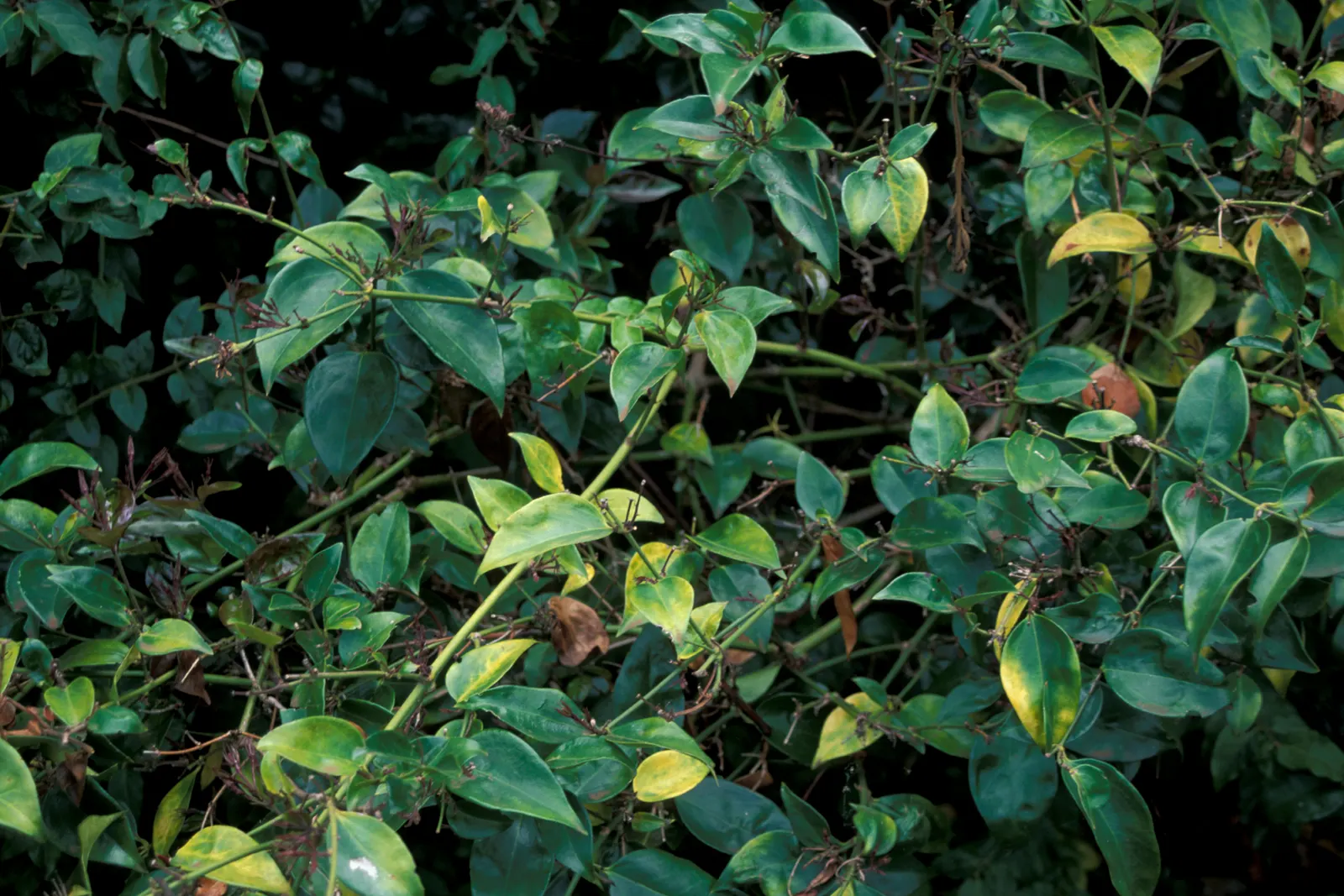 Angelwing Jasmine (Jasminum Laurifolium Nitidum) — Its highly perfumed white blossoms