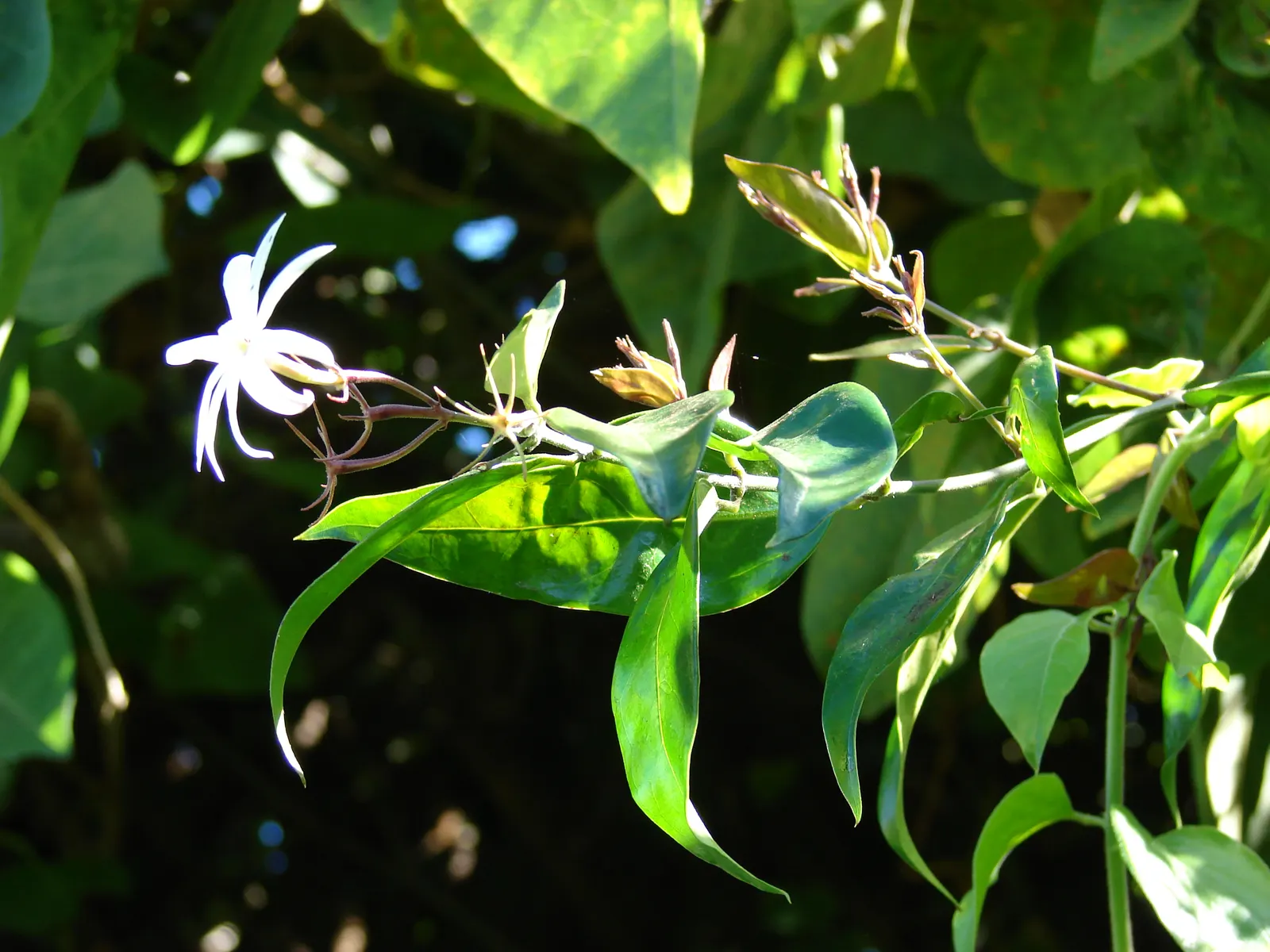 Angelwing Jasmine (Jasminum Laurifolium Nitidum) — providing a lush backdrop for the star attractions - the flowers