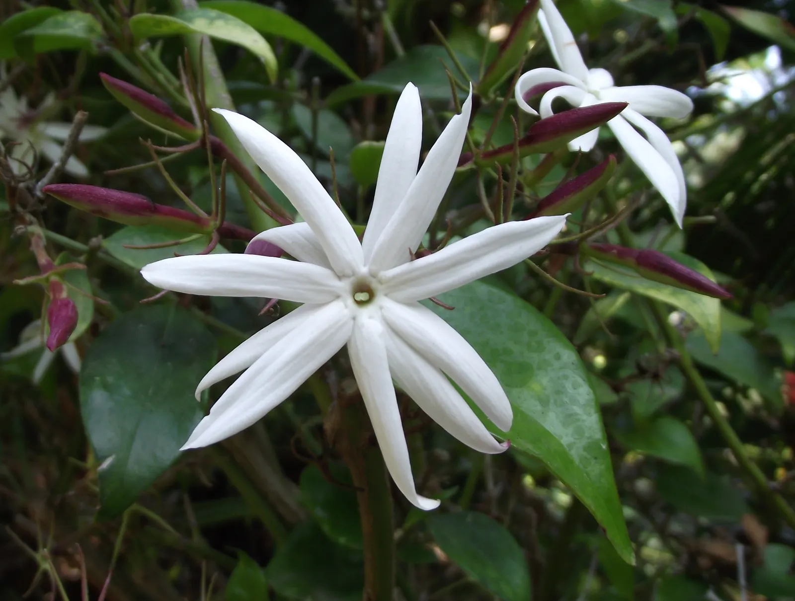 Angelwing Jasmine (Jasminum Laurifolium Nitidum) — dark green leaves present in pairs along the stems