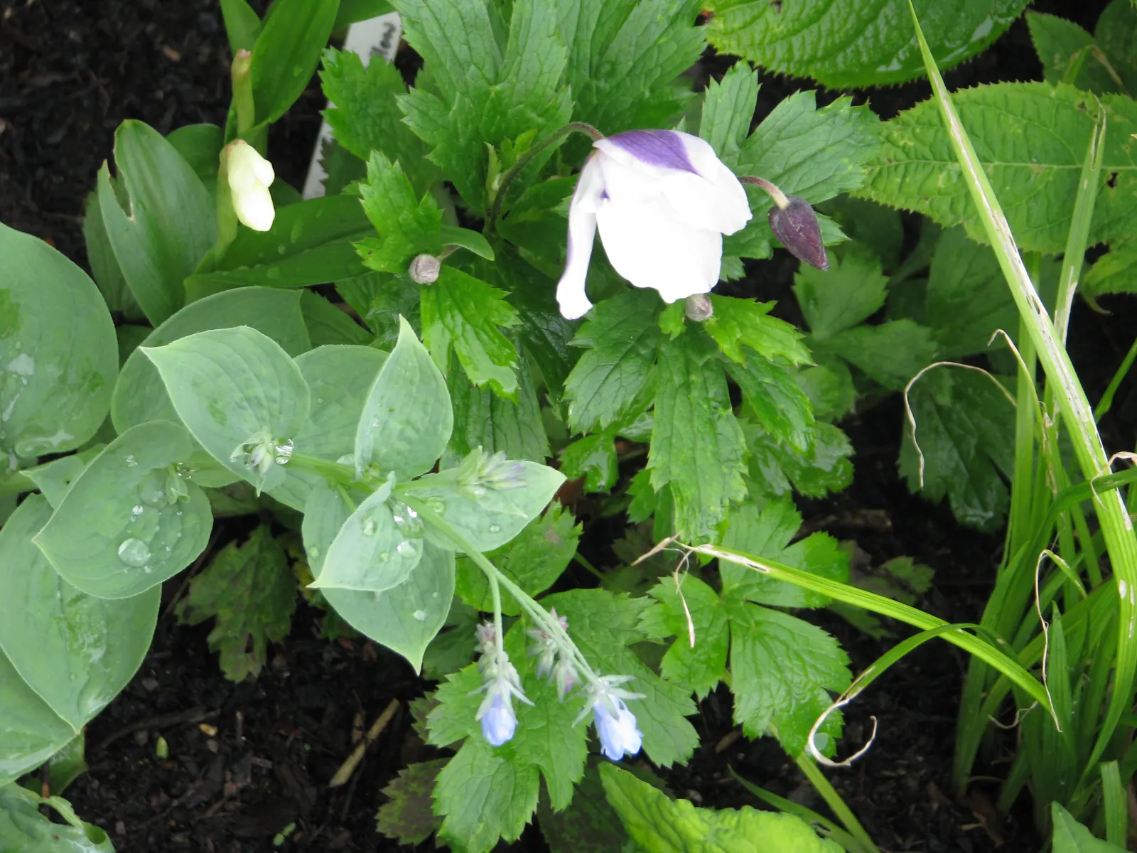 Wild Swan Japanese Anemone (Anemone 'Wild Swan') — Perennially thriving in zones 6-8, it reaches 18-24 inches tall and wide, preferring part shade
