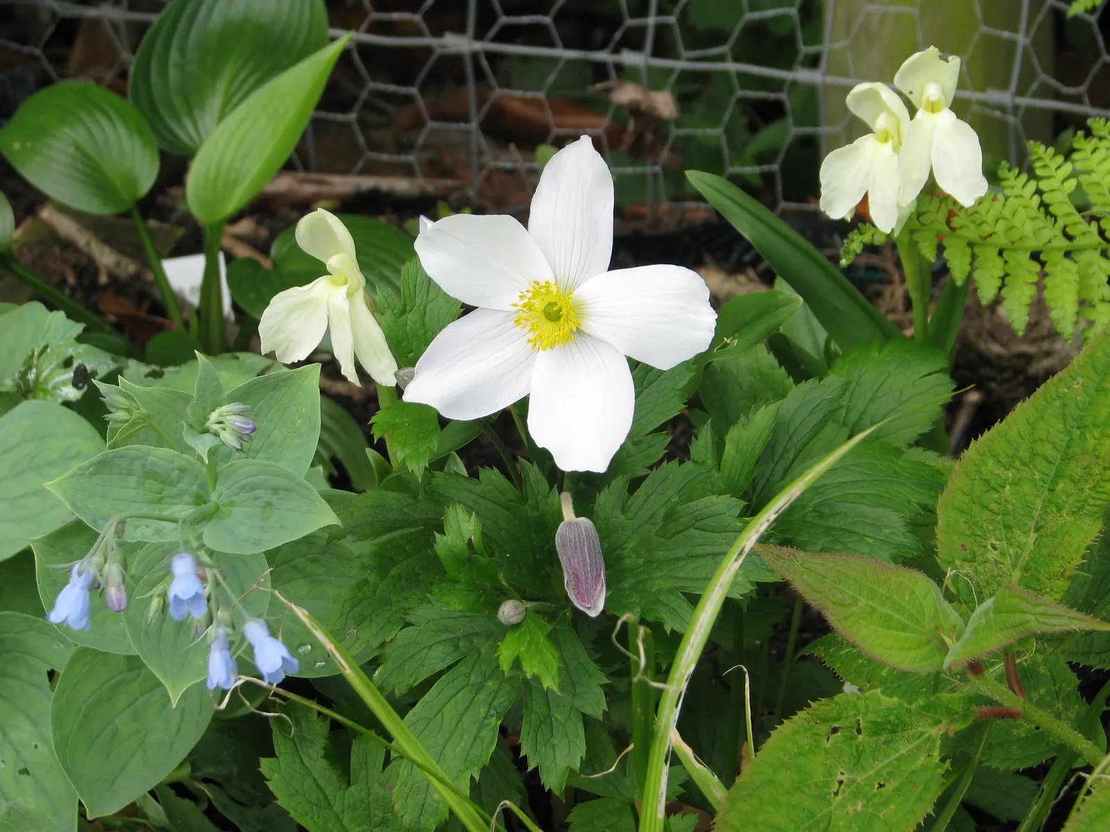 Wild Swan Japanese Anemone (Anemone 'Wild Swan') — each spanning up to 3-4 inches