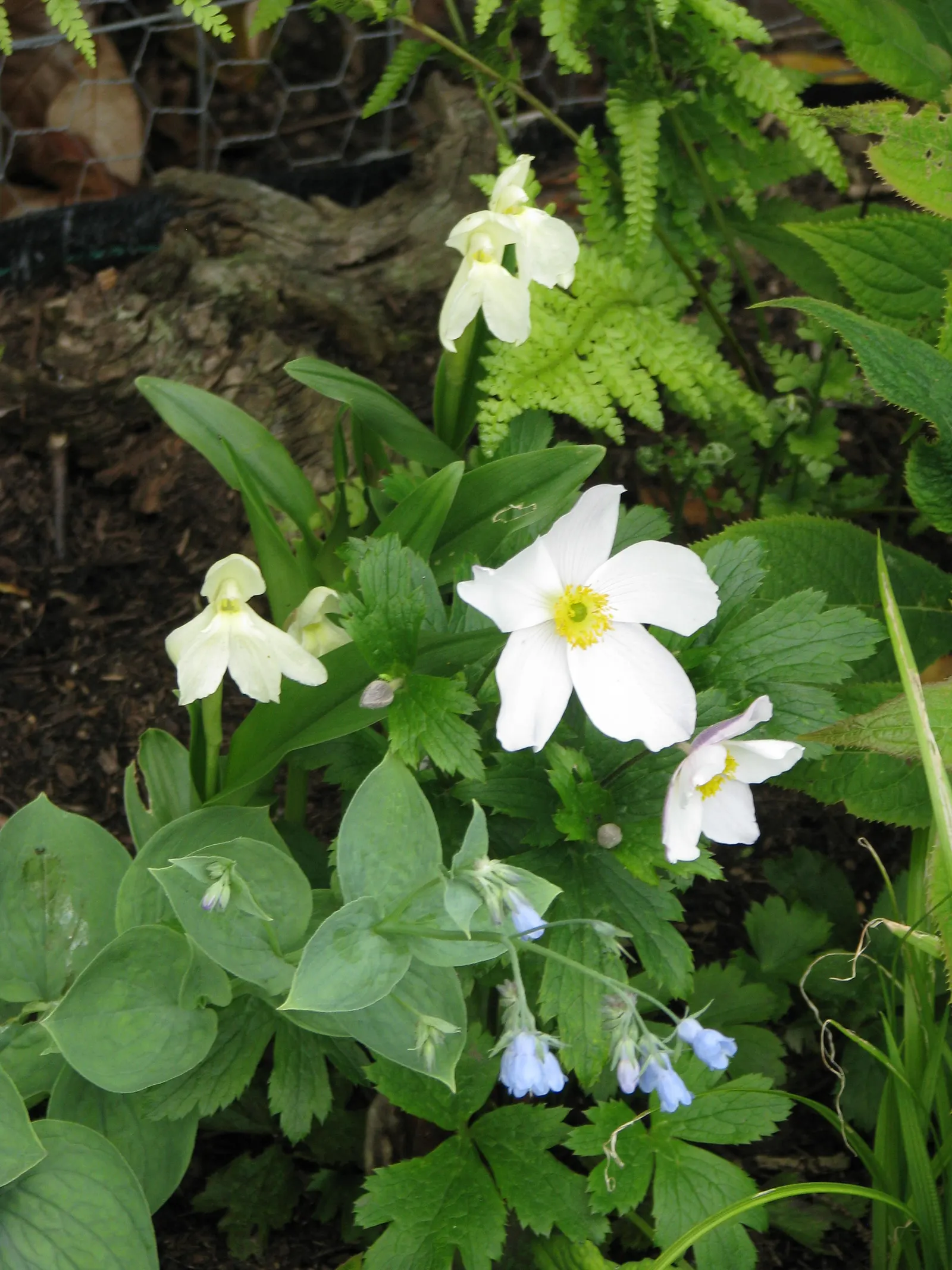 Wild Swan Japanese Anemone (Anemone 'Wild Swan') — The Anemone 'Wild Swan' showcases elegant