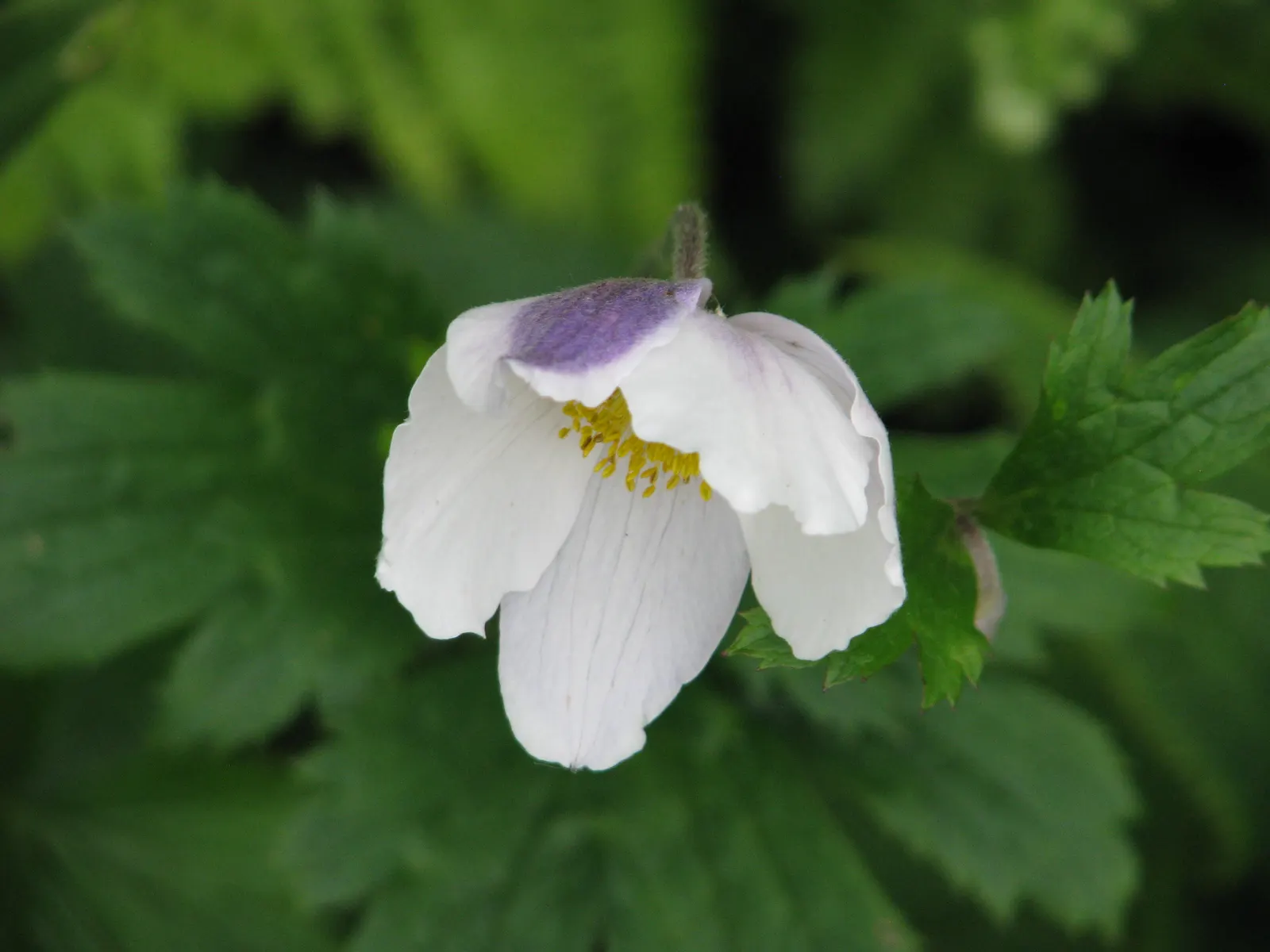 Wild Swan Japanese Anemone (Anemone 'Wild Swan') — nodding white blooms with blue-violet reverse