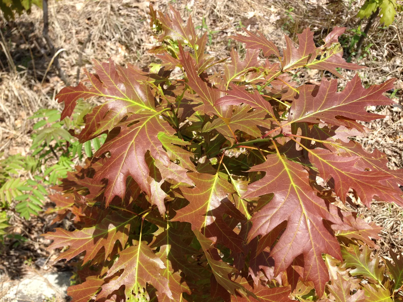 Southern Red Oak (Quercus Falcata) — This species exhibits a deep taproot