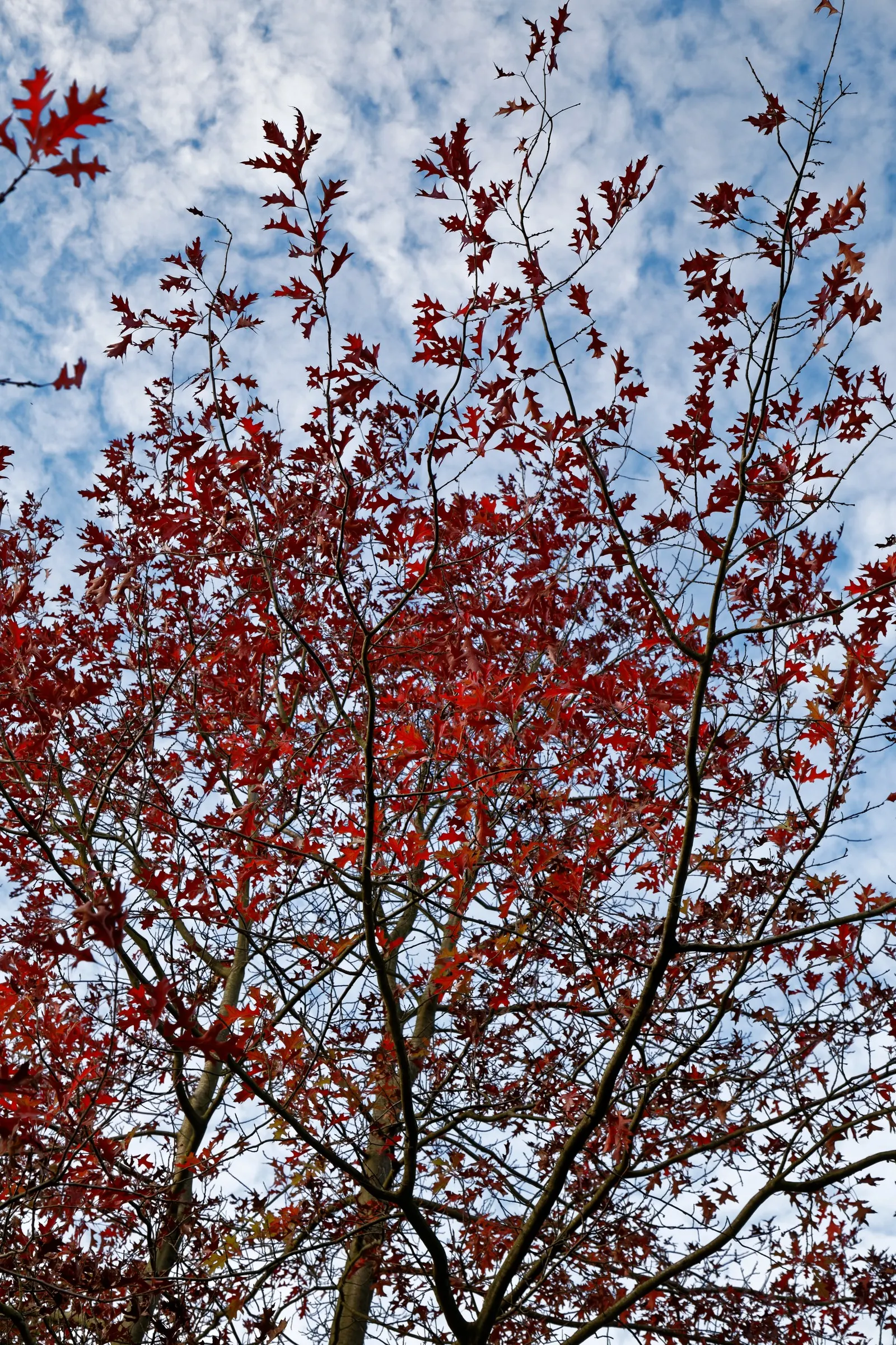 Southern Red Oak (Quercus Falcata) — deciduous tree with a broad