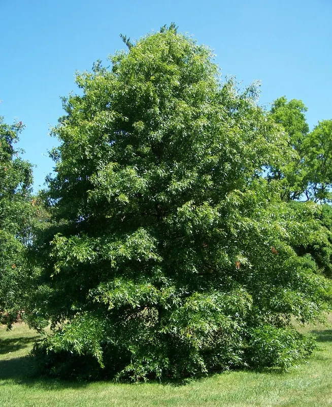 Southern Red Oak (Quercus Falcata) — this oak provides not only a statuesque visual anchor but also a hospitable haven for wildlife