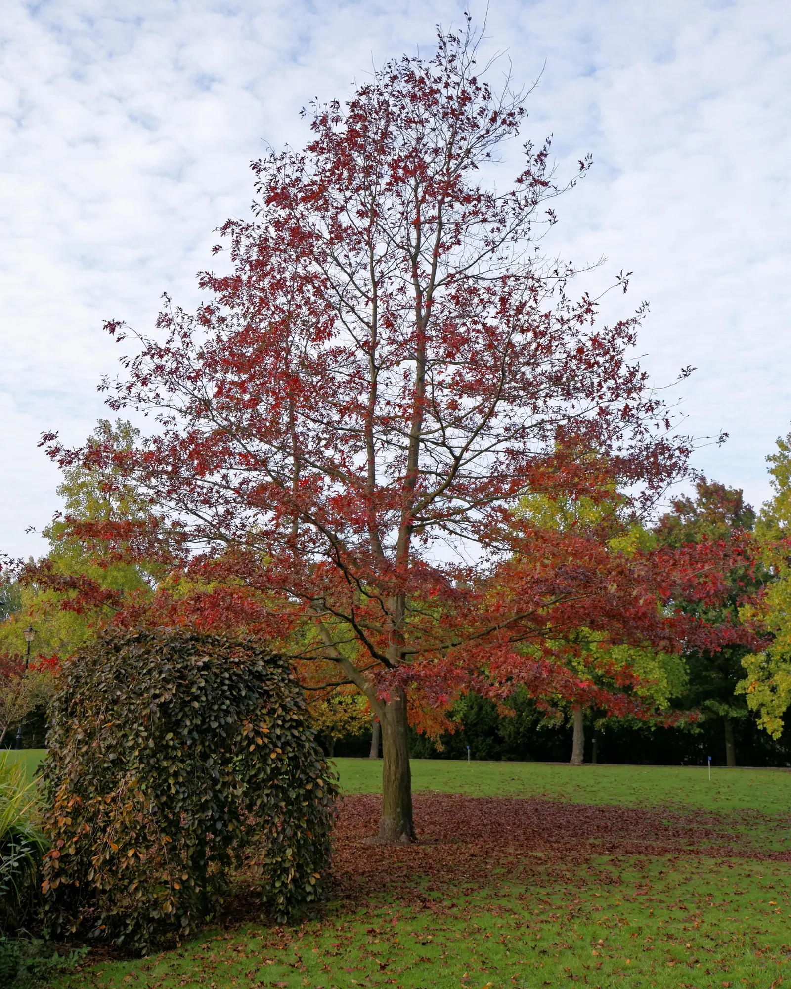Southern Red Oak (Quercus Falcata) — it thrives in well-drained soils and full sun