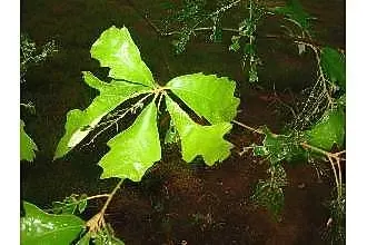 Southern Red Oak (Quercus Falcata) — making it a suitable choice for a variety of landscape designs