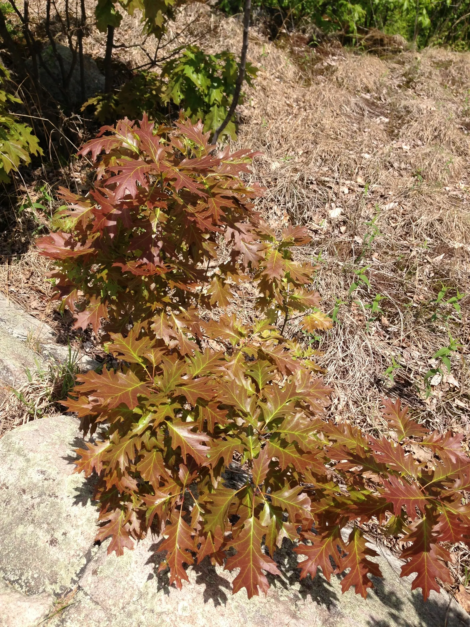 Southern Red Oak (Quercus Falcata) — Southern Red Oak (Quercus falcata) is a robust