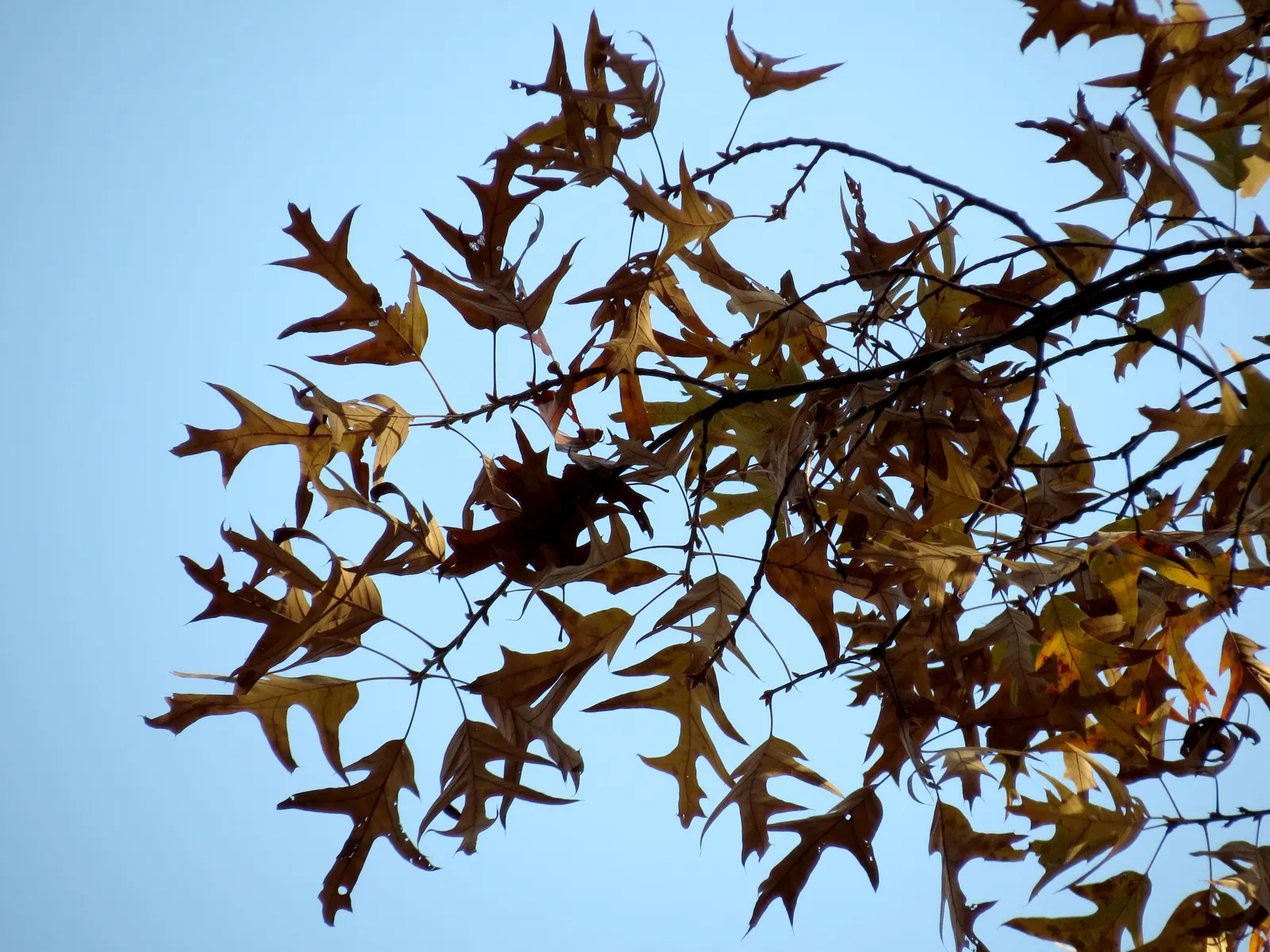 Southern Red Oak (Quercus Falcata) — is a distinguished and robust deciduous tree