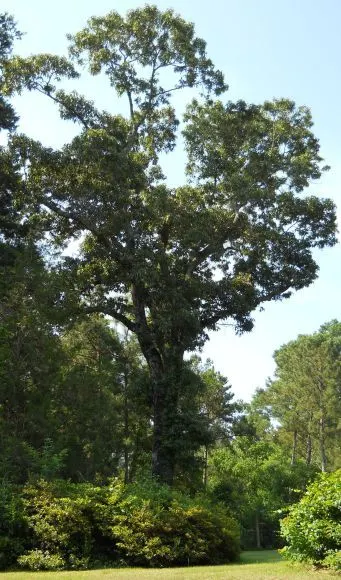 Southern Red Oak (Quercus Falcata) — scientifically named Quercus falcata