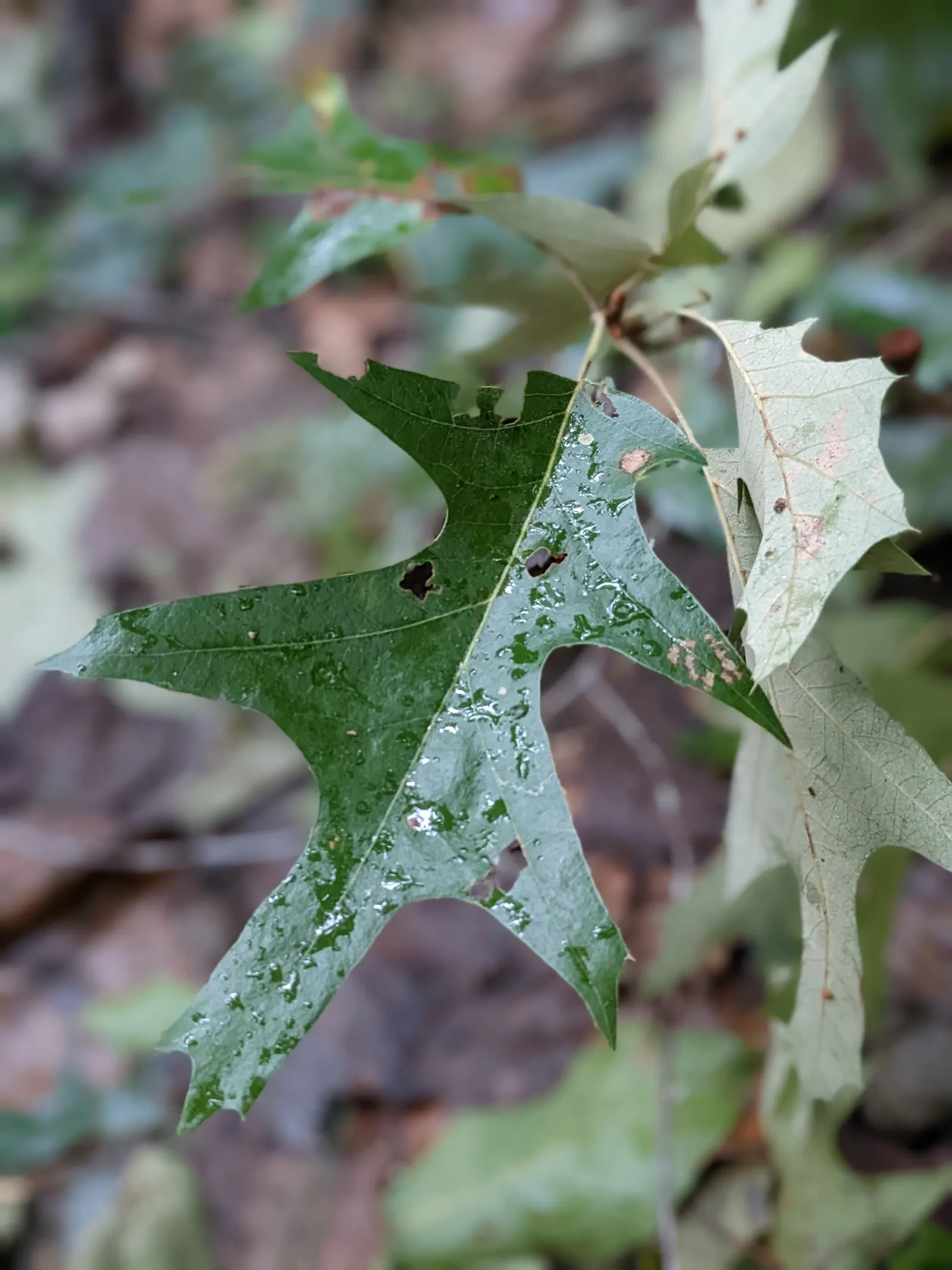 Southern Red Oak (Quercus Falcata) — especially in regions with less predictable rainfall.<br><br>The Southern Red Oak's bark is dark