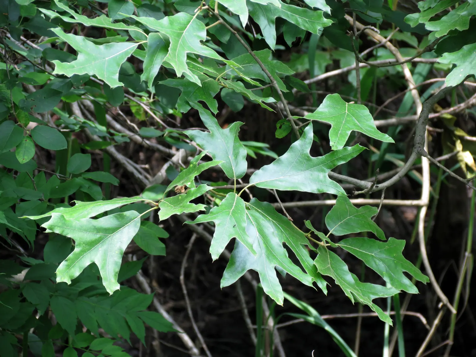 Southern Red Oak (Quercus Falcata) — highly regarded for its adaptive qualities and aesthetic appeal