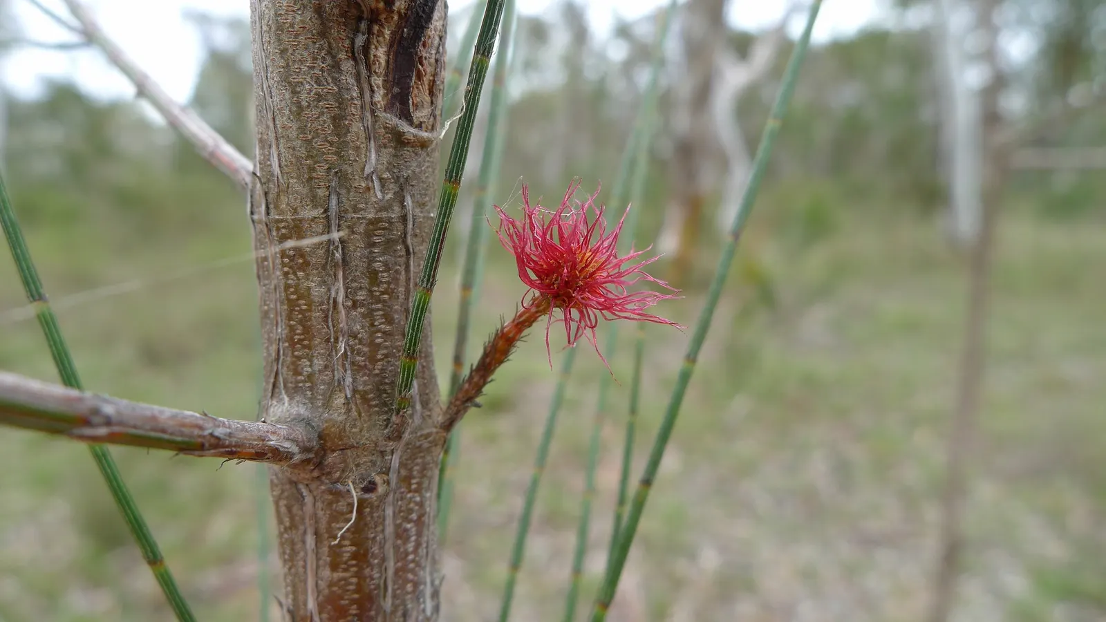Southern Red Oak (Quercus Falcata) — During the growing season