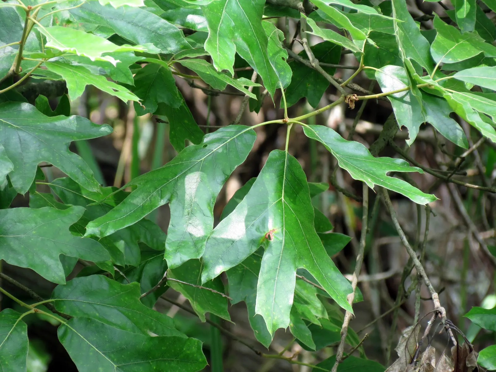 Southern Red Oak (Quercus Falcata) — which equips it with drought tolerance once established