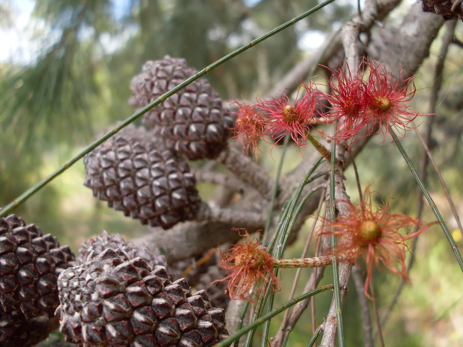 Southern Red Oak (Quercus Falcata) — supporting a range of birds and beneficial insects