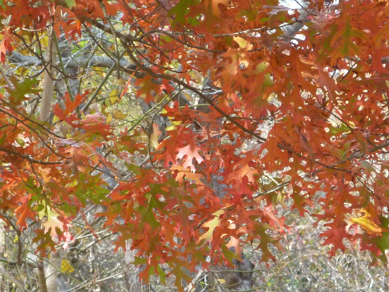 Southern Red Oak (Quercus Falcata) — offering seasonal interest.<br><br>For the client's garden
