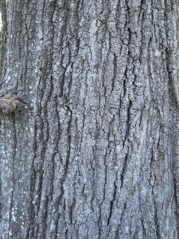 Southern Red Oak (Quercus Falcata) — Durable and drought-tolerant, it serves as an excellent shade tree in expansive landscape designs