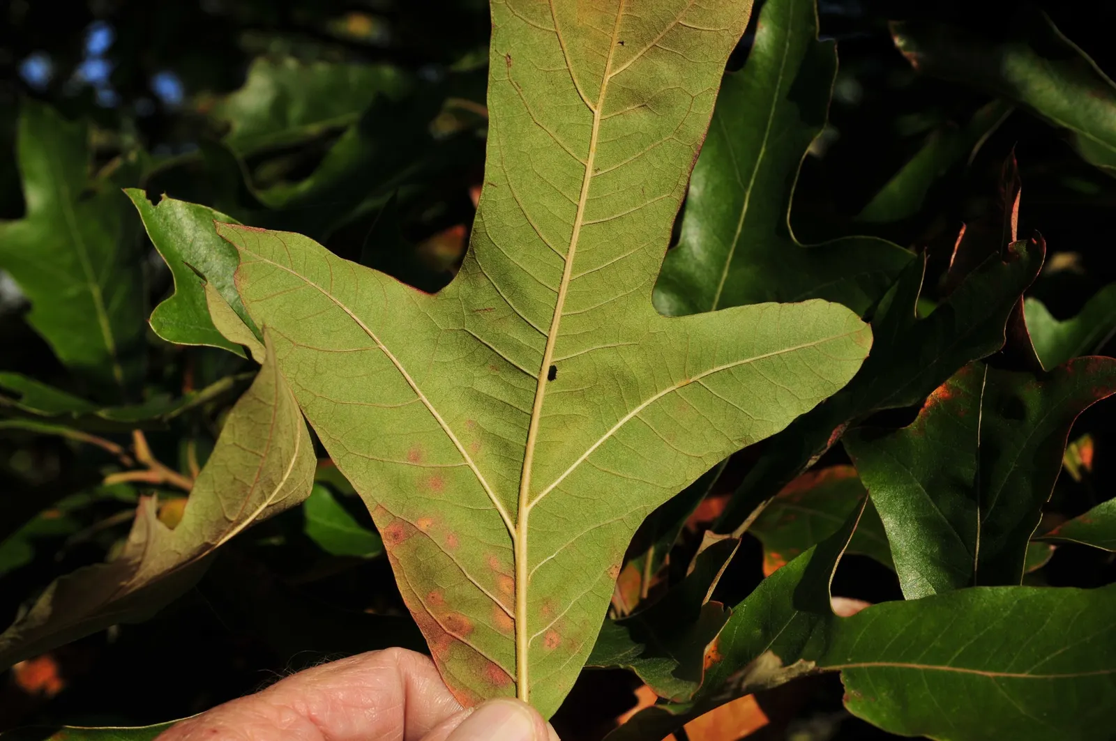 Southern Red Oak (Quercus Falcata) — bristle-tipped leaves that span between 5 to 9 inches long