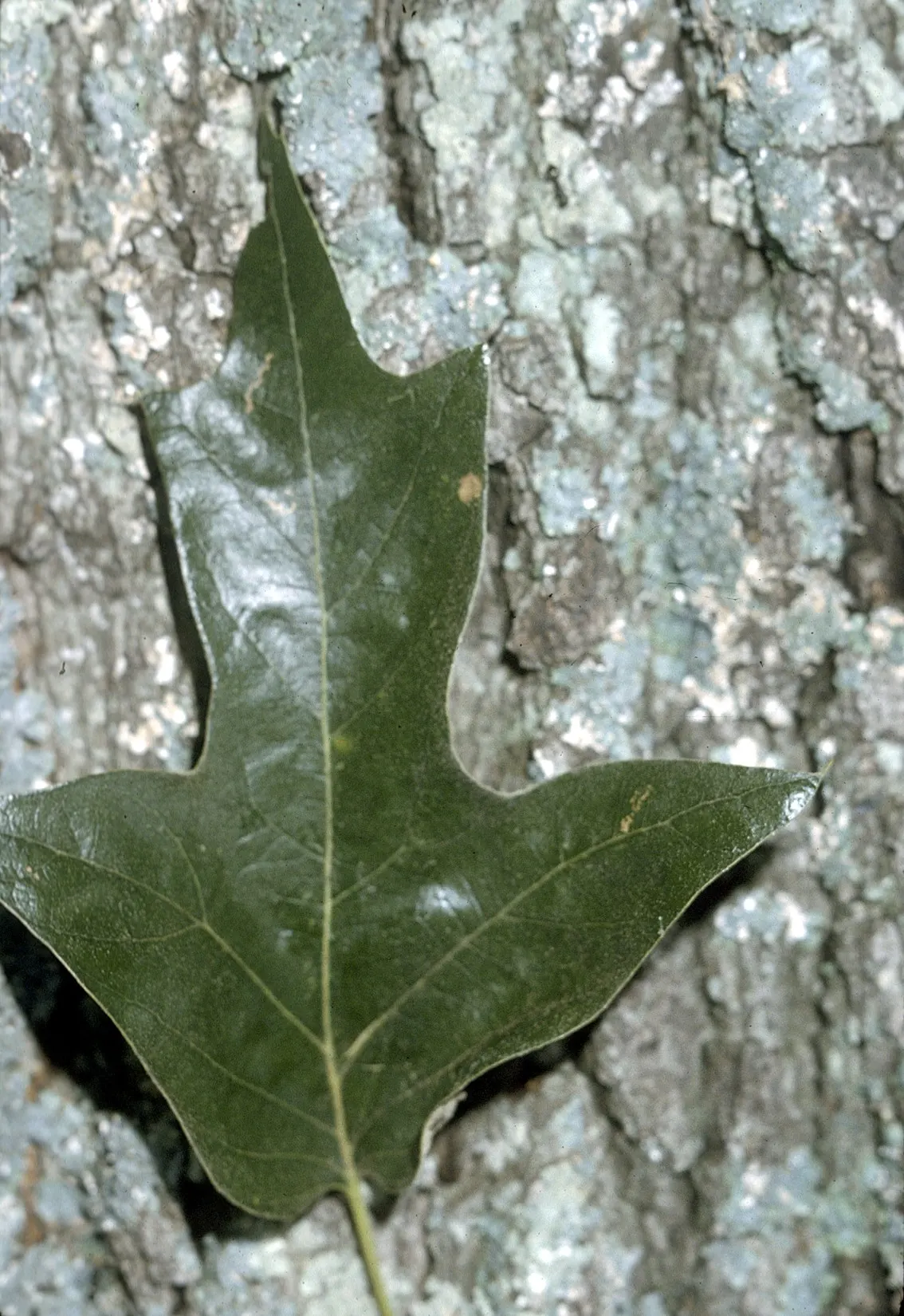 Southern Red Oak (Quercus Falcata) — Mature specimens reach 70 to 80 feet in height, with canopies up to 60-70 feet wide