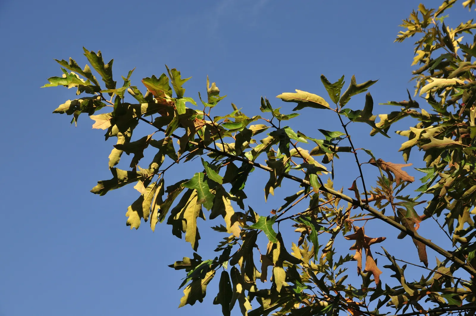 Southern Red Oak (Quercus Falcata) — Its foliage is equally impressive with deeply lobed