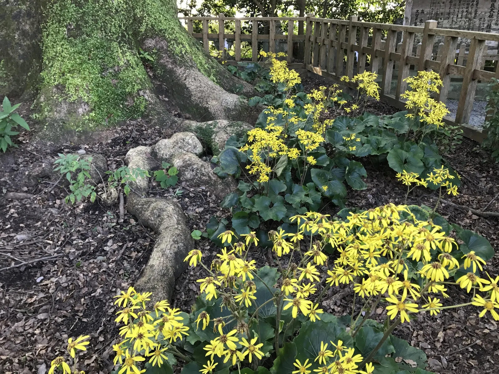 Farfugium (Farfugium Japonicum) — Prefers moist, well-drained soil with regular watering; ideal for USDA zones 7-10, it reaches about 2 feet in height and