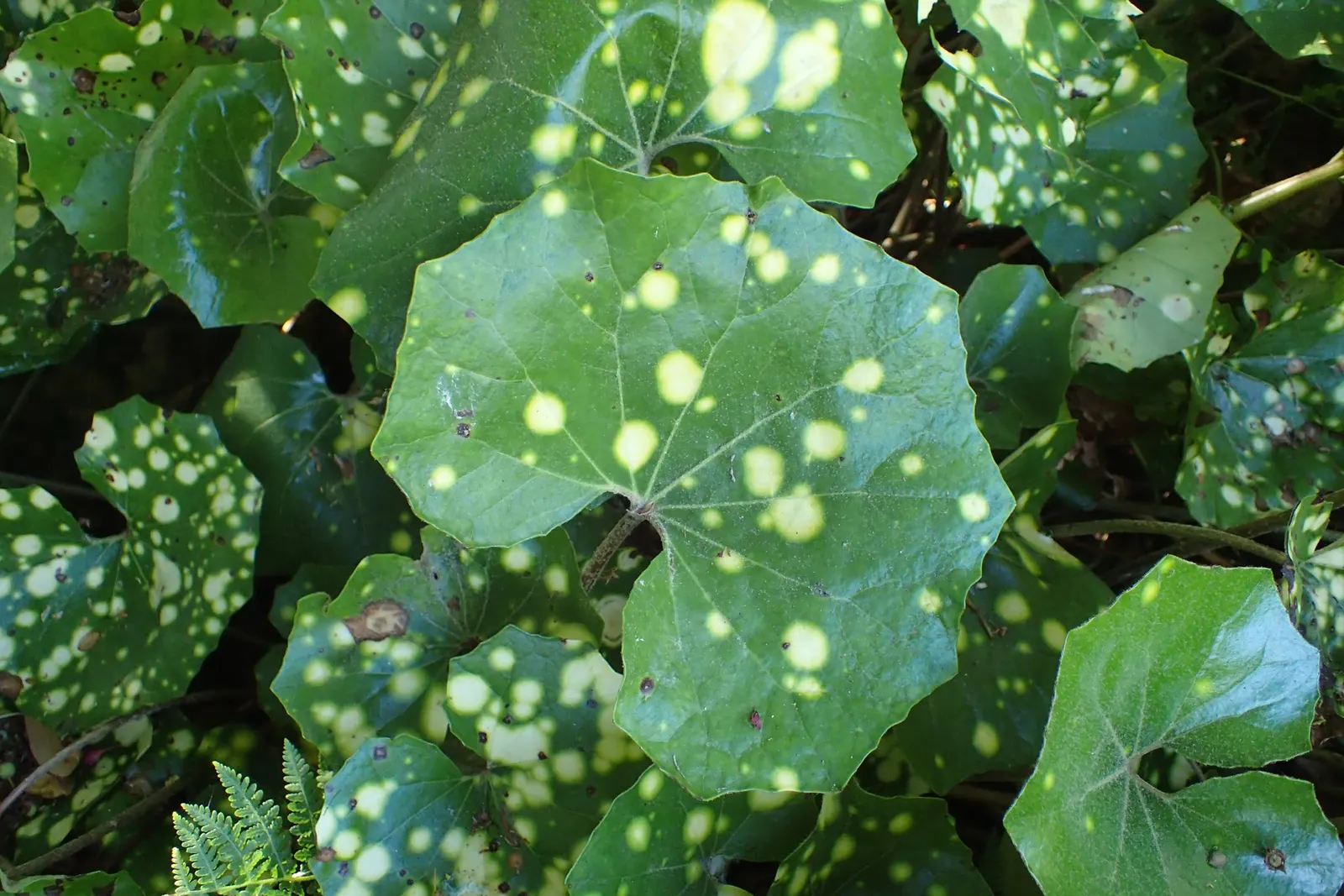 Farfugium (Farfugium Japonicum) — is a clump-forming perennial that thrives in partial to full shade; enduring temperatures as low as 0&deg;F to -10&deg;F