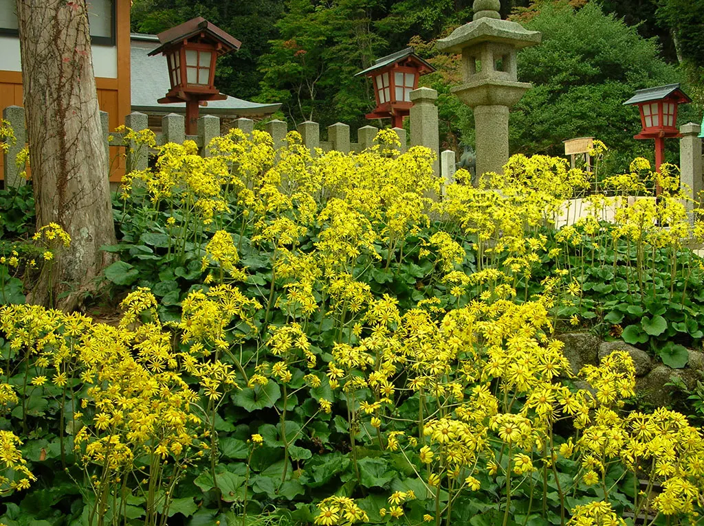 Farfugium (Farfugium Japonicum) — well-draining soil with an ample amount of organic material