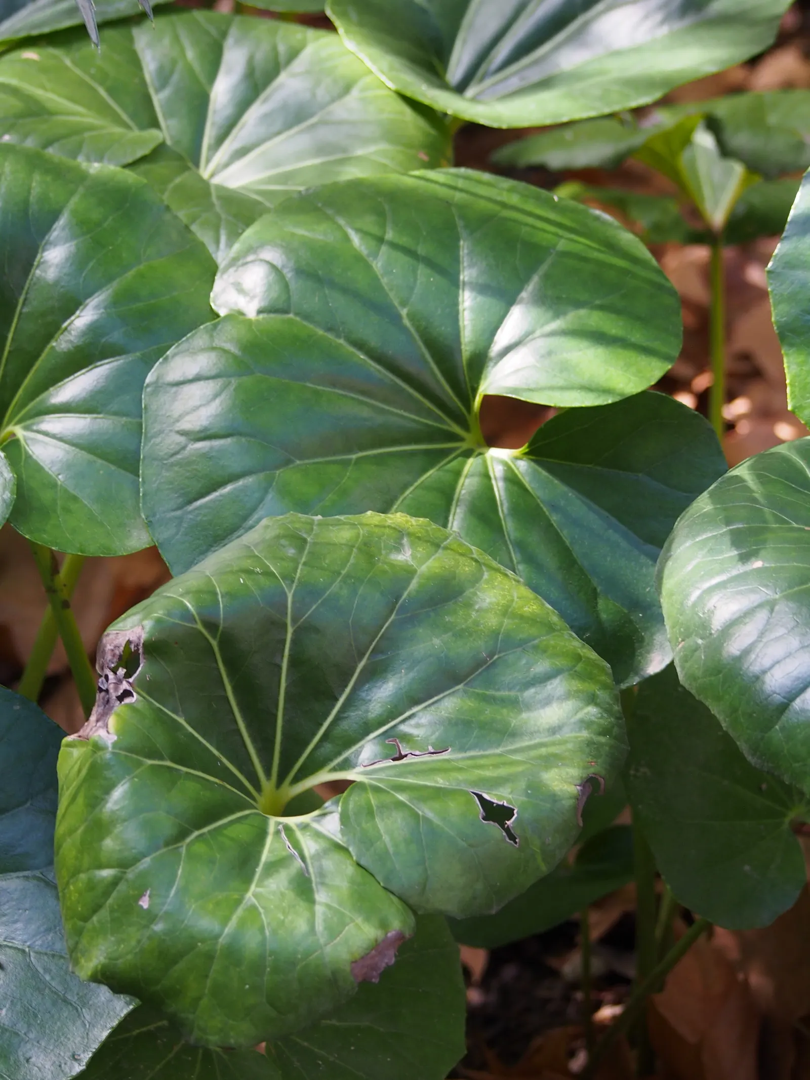 Farfugium (Farfugium Japonicum) — adding a striking contrast to the dark green backdrop.<br><br>For the landscaper