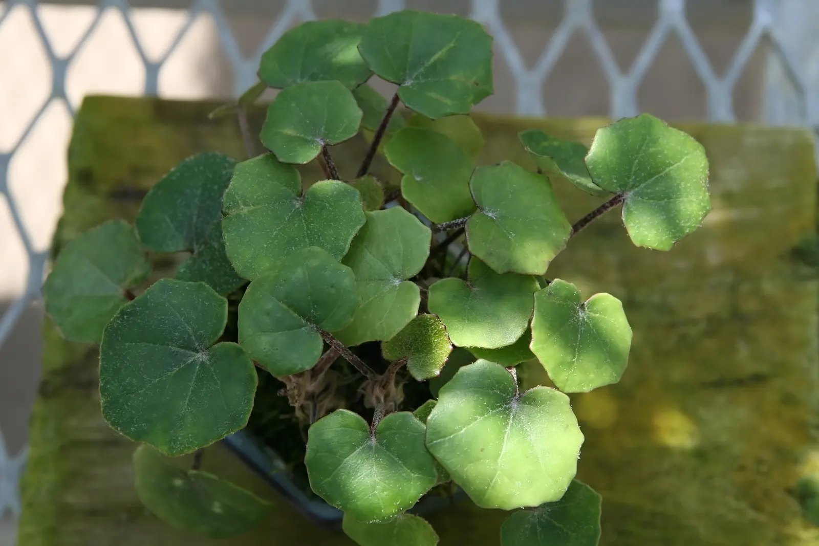 Farfugium (Farfugium Japonicum) — mirroring its natural habitat