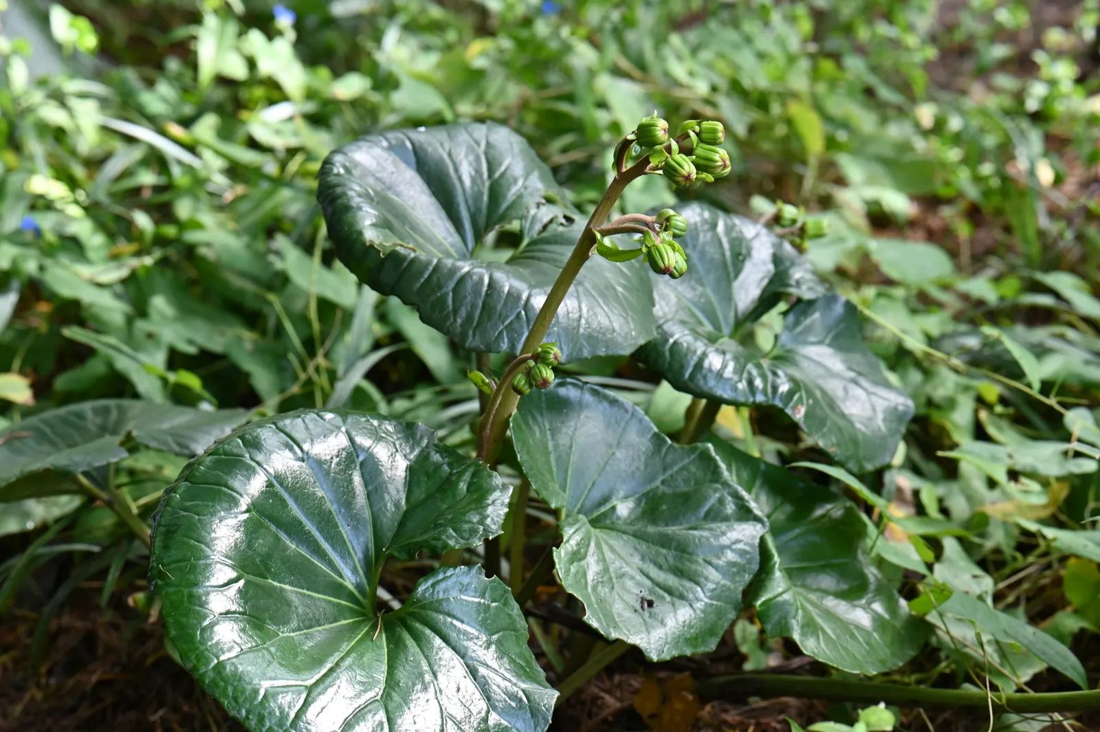 Farfugium (Farfugium Japonicum) — enduring temperatures as low as 0°F to -10°F; prefers moist, well-drained soil with regular watering