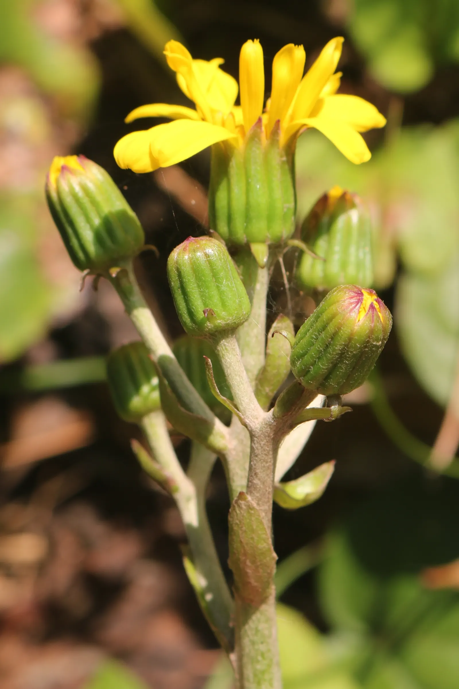 Farfugium (Farfugium Japonicum) — Native to the streambanks and seashores of Japan; mirroring its natural habitat, image 77