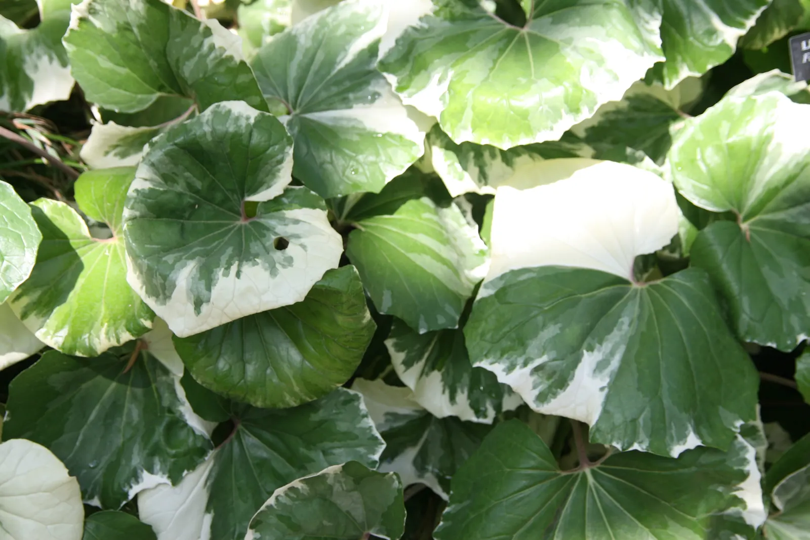 Farfugium (Farfugium Japonicum) — and a protective mulch layer in colder regions to shield its rhizomatous roots from freezing temperatures; this plant thrives