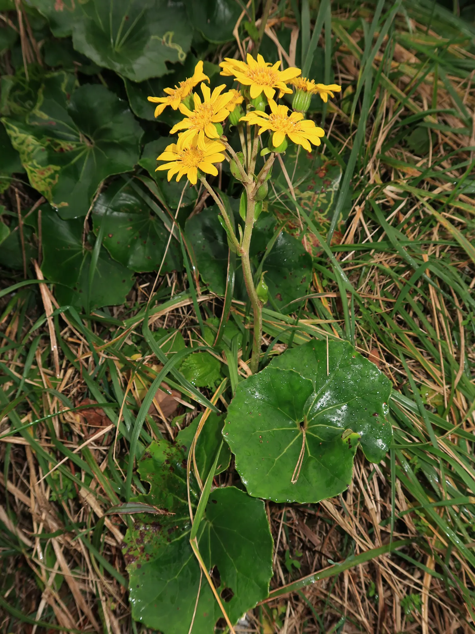 Farfugium (Farfugium Japonicum) — Native to the streambanks and seashores of Japan; mirroring its natural habitat