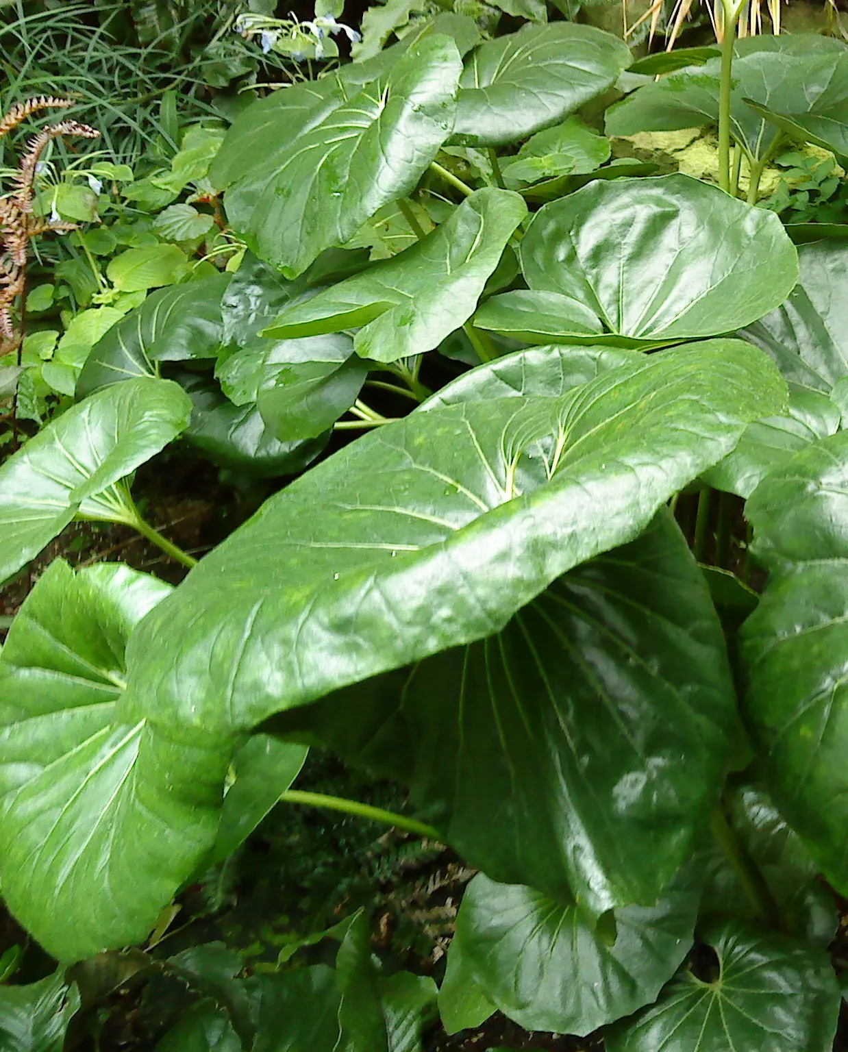 Farfugium (Farfugium Japonicum) — rounded to kidney-shaped foliage
