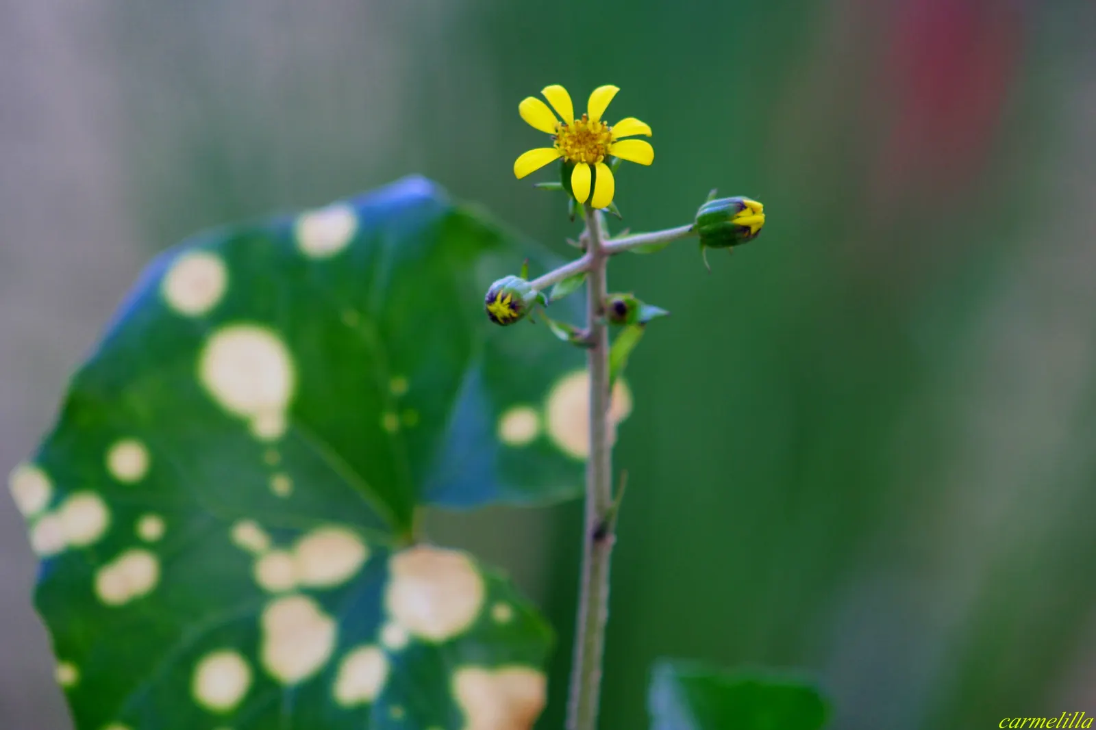 Farfugium (Farfugium Japonicum) — commonly known as Leopard Plant; from late summer to fall, bright yellow daisy-like flowers on tall stems provide a striking