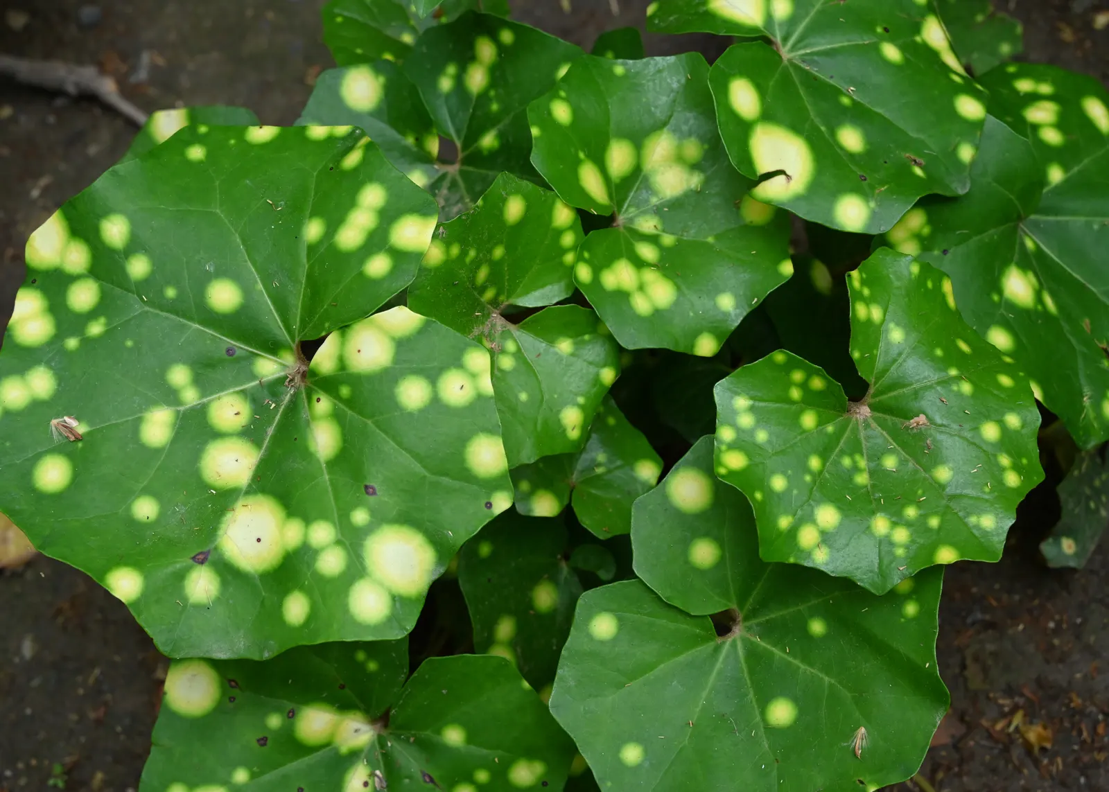 Farfugium (Farfugium Japonicum) — protected from the harsh midday sun; it is vital to note that Farfugium japonicum performs best under partial to full shade
