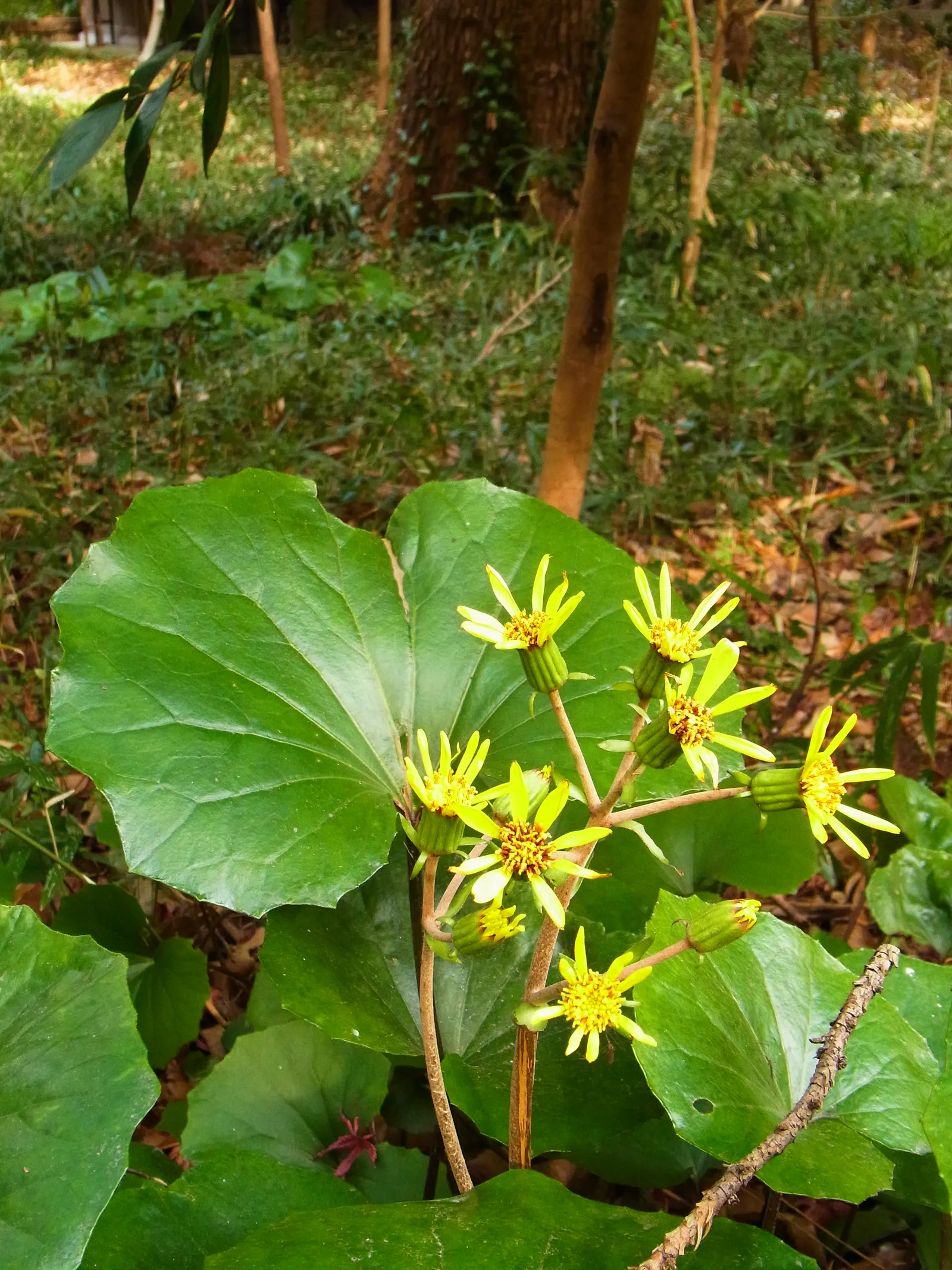 Farfugium (Farfugium Japonicum) — protected from the harsh midday sun